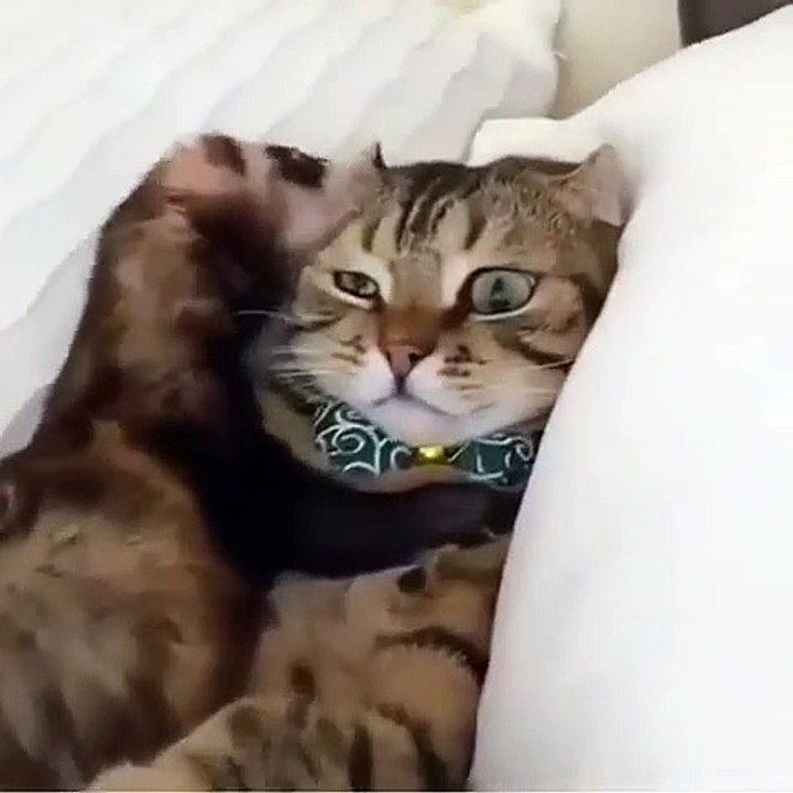 Adorable moment câlin entre un chat et un furet ! Admirez !