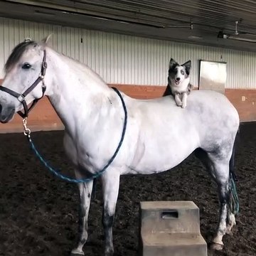 Quand un chien essaie de conduire un cheval. A mourir de rire !