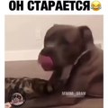 Ce bulldog donne des coups de langues à son chat. Adorable !