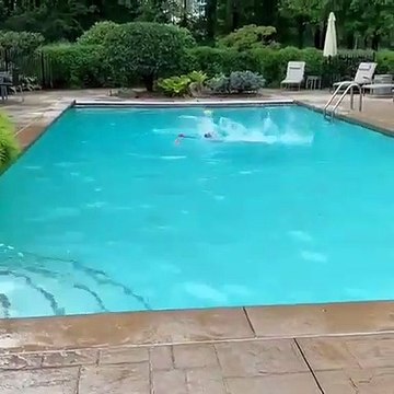 Trop cute ! Admirez comment ces chiens plongent dans la piscine !