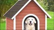 Como fazer uma casinha de papelão para cachorros - PASSO A PASSO