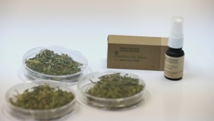 Tailandia inicia el suministro de marihuana medicinal a pacientes con cáncer