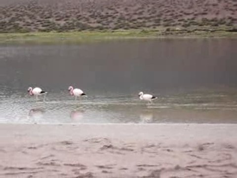 les flamand les flamands les fla les fla les flamands