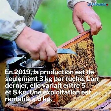 Une année noire pour le miel en Haute-Loire