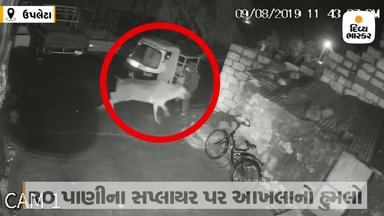 ઉપલેટામાં આખલાએ RO પાણીના સપ્લાયરને ખુંદી નાખતા...