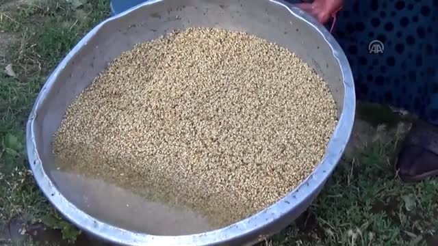 Dibekte buğday dövme geleneği sürdürülüyor