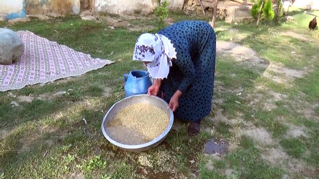 'Dibekte buğday dövme' geleneği sürdürülüyor - MUŞ
