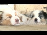 Australian Shepherd Puppies Sleep In A Hole, Drink Water