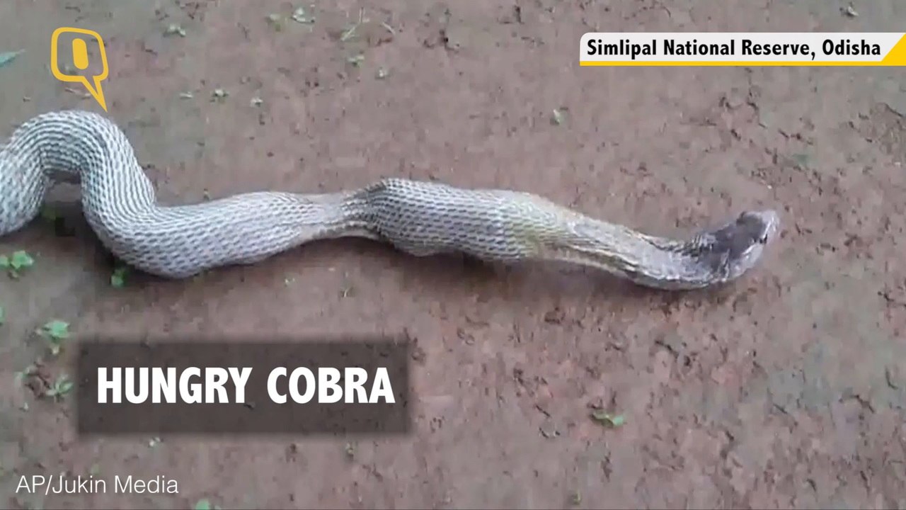 HUNGRY COBRA_FB.mp4
