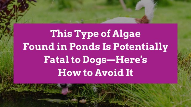 This Type of Algae Found in Ponds Is Potentially Fatal to Dogs—Here's How to Avoid It