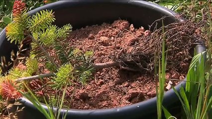 Vosges : les sapins sont victimes de la canicule