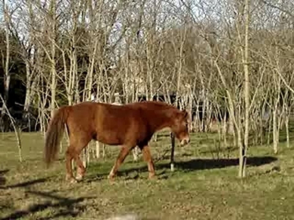 New-York et Hallowen