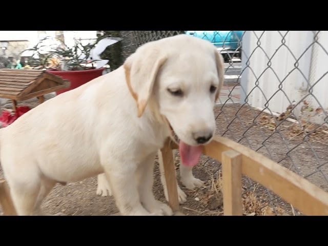 Lab Puppy Gnaws On A Bridge – Troll Lab Puppy