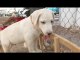 Lab Puppy Gnaws On A Bridge - Troll Lab Puppy