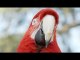 Amazing Animal Facts: Exotic Birds