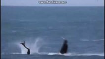 mermaids caught on tape (attacked by killer whale)