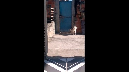 Roda roda cachorro aqui