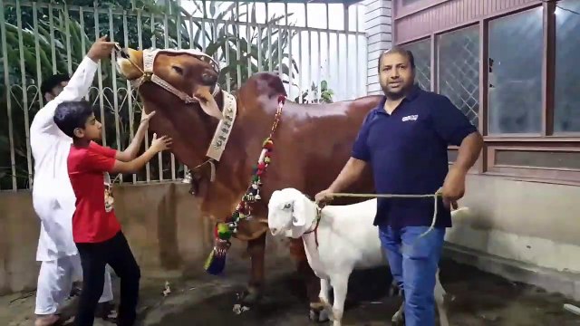 SHER E LAHORE - EID UL ADHA 2019 - BAKRA MANDI PAKISTAN