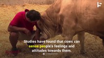 People Are Paying Big Money to Cuddle With Cows