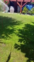 American Staffordshire Sprints Through the Sprinkler