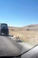 Cani adam kangal köpeklerini zincirle traktöre bağlayıp koşturdu