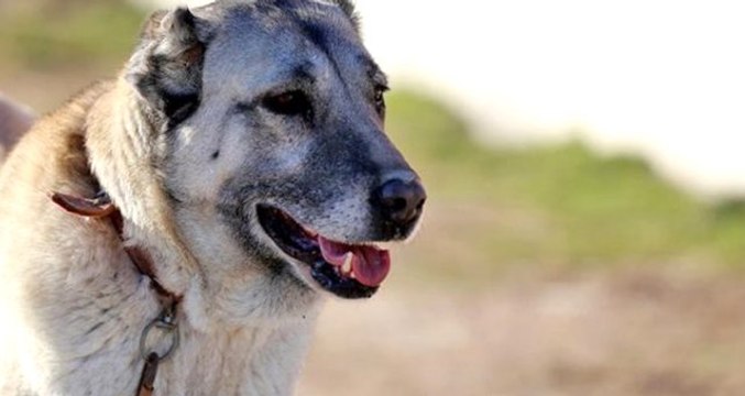 Cani adam kangal köpeklerini zincirle traktöre bağlayıp koşturdu! Olay cep telefonu kamerasına yansıdı