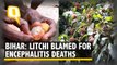 Encephalitis Hits Litchi Sales, Rumours Affect Farmers & Businesses