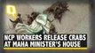 NCP Workers Throw Crabs Outside Maharashtra Minister Tanaji Sawant’s House