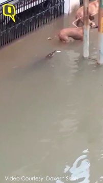 Crocodile Roams Around the Flooded Streets of Vadodara
