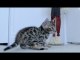 Bengal Kitten Scared of Scarecrow. SCAREDY CAT.