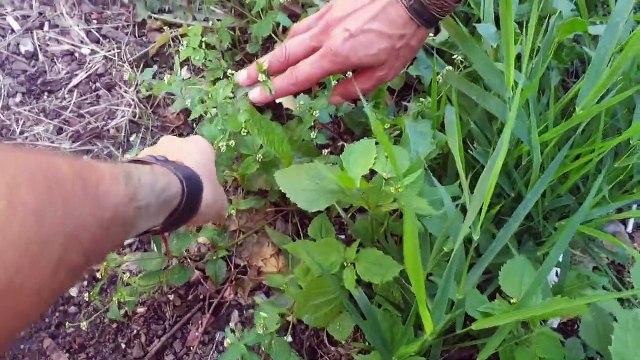 Ziola Jadalne w Centrum Krakowa____