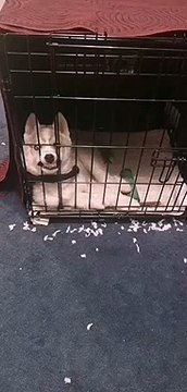 Husky Pup Looks Absolutely Terrifying