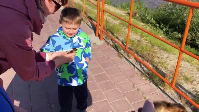 Family Reunites Stuck Ducklings with Mother