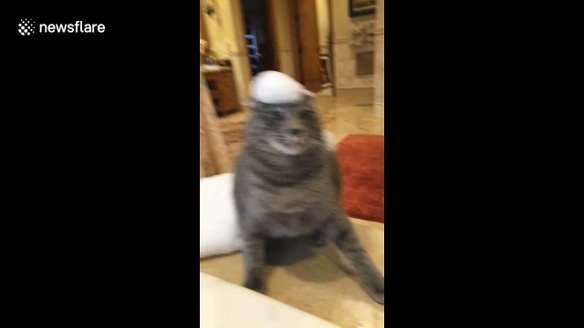 Purr-petrator! Cat totally freaks out from bath bubbles on head
