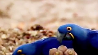 2 beautiful blue macaws