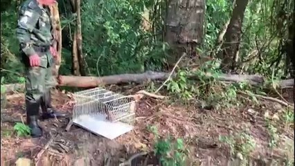 Tamanduá é resgatado em Cachoeiro