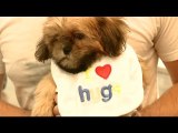 Shih Tzu Puppy Loves Hugs