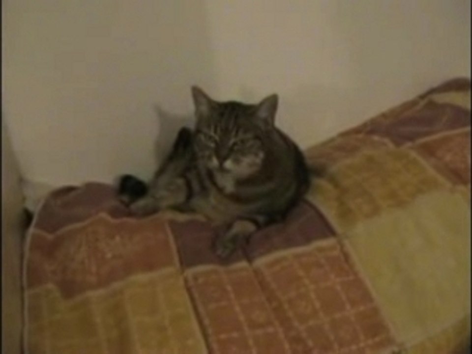 Lola 7