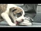 Cute Puppy Eats My Shoe Even Though It's On My Foot