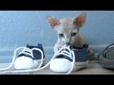 Sphynx Cats Are Always Naked, Love Shoes