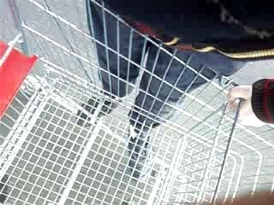 chario VS rottweiler