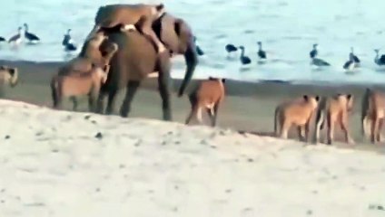 홍성출장안마 -후불100%ョØ7ØE7575E0062｛카톡DK654｝ 홍성전지역출장안마 홍성오피걸 홍성출장마사지 홍성출장안마 홍성출장마사지 홍성콜걸샵안마 홍성출장아로마 홍성출장안마후기⻣◢な홍성출장풀코스예약