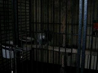 Video Paco Cachou 004