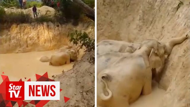 Five elephants rescued from abandoned gold mine