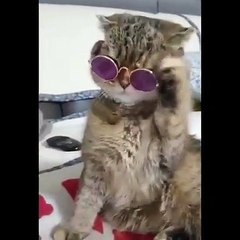 Wow kucing-kucing keren...