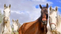 Avrupa'nın en eski at ırkı: Endülüs atları