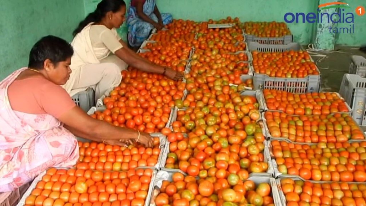 Tomato Price Fall : தக்காளி விலை கடும் வீழ்ச்சி.. கிலோ ரூபாய் 12-க்கு விற்பனை- வீடியோ