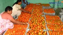 Tomato Price Fall : தக்காளி விலை கடும் வீழ்ச்சி.. கிலோ ரூபாய் 12-க்கு விற்பனை- வீடியோ