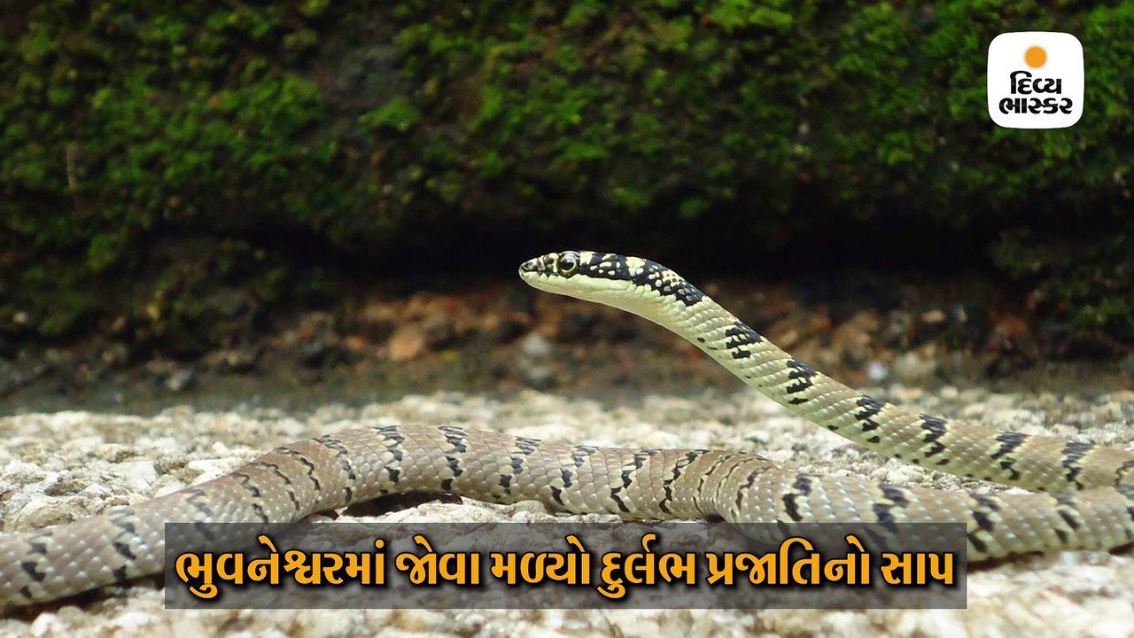 ભુવનેશ્વર રેલવે સ્ટેશન પરથી પકડાયો દુર્લભ ઉડતો સાપ, યુવક સાપ બતાવી લોકો પાસેથી પૈસા કમાતો