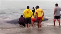 Infructuoso rescate de una ballena varada en una playa de Perú